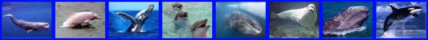 jpgs/ElectricBlue_1WhaleParade1-Banner.jpg