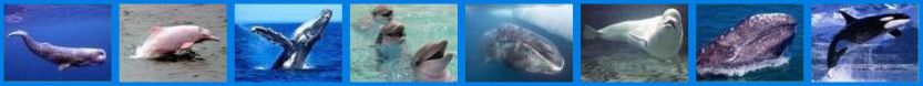jpgs/SkyBlue_1WhaleParade1-Banner.jpg