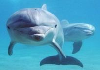 th-BottlenoseDolphinfriends