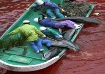 CoveTaijidolphinkilling_pSeaShepherd