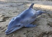 th-DeadDolphinBPoilSpill