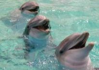 DolphinFriendsHappyTimes