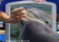 th-DolphinInMirrorSelfAwareness
