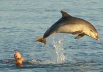th-MokoDolphin