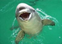th-Porpoise2