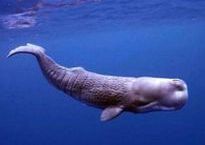 th-SpermWhale