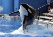 th-TilkumBreachingGlassWallSeaworld