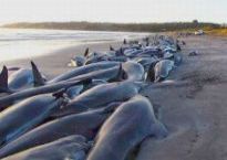 th-beached_whales_dolphins