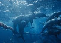 th-dolphin_in_net
